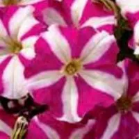 Петуния ROSE STAR